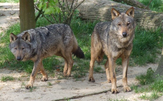 Canis_lupus_signatus_Kerkrade_Zoo_20-564x350