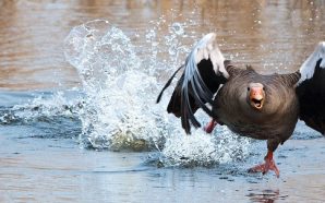 greylag-goose-2139296_640 (1)